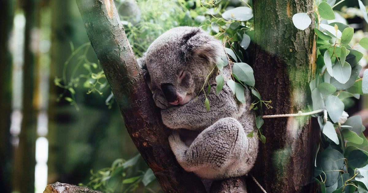 Koala Participate in the Moorbaool Koala Count